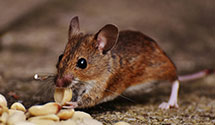24 Hour & Emergency Exterminators in Fort Bragg Military, NC